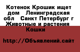Котенок Крошик ищет дом - Ленинградская обл., Санкт-Петербург г. Животные и растения » Кошки   